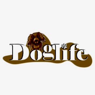 Toy Poodle-Zekası ve Zarafetiyle Göz Kamaştıran Dostunuz