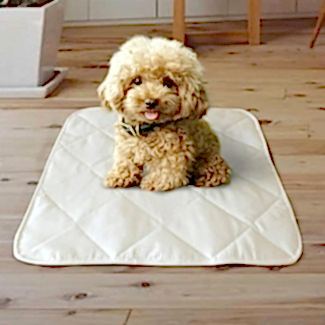 Yavru Köpeklerde Çiş Eğitimi