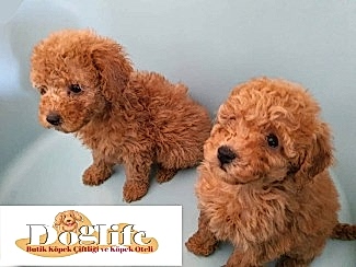 Toy Poodle Hakkında - Merak Edilen Soru ve Cevaplar