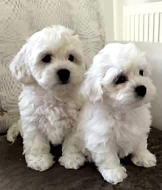 Maltese Terrier Eğitimi – Bakımı ve Özellikleri-Merak Edilen Soru ve Cevapları