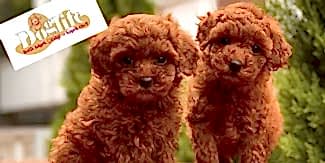 Toy Poodle Eğitimi