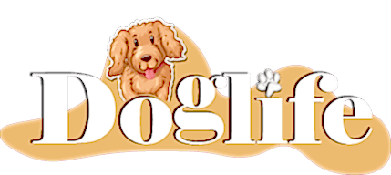 Tarım Orman Bakanlığı Ruhsatlı Köpek Üretim Çiftliği - Toy Poodle-Maltipoo-Maltese Yavrular 